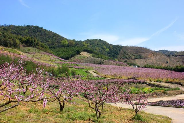 宁波市内最佳桃花欣赏线路