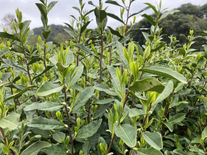 主管中茶127這個新品種的,是研究所茶樹種質資源團隊的馬春雷副研究員