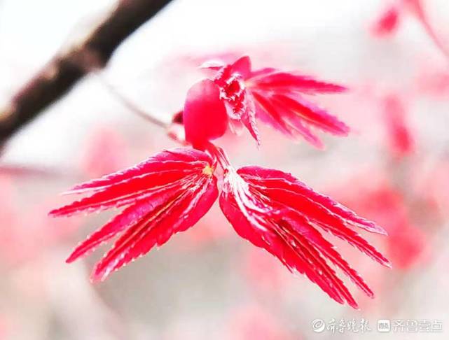 红枫露嫩芽生机一片