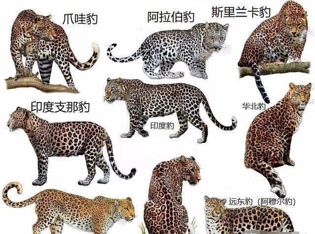 花豹与人的互动