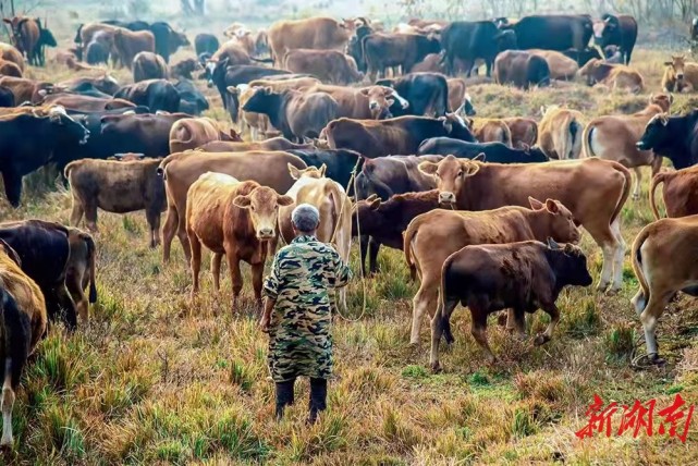湖南日报要闻丨一路放牛一路歌