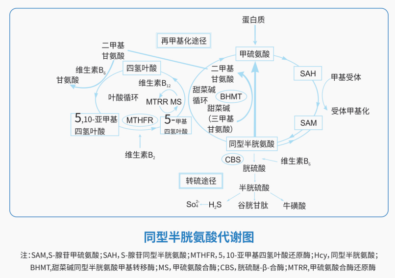 冷血殺手同型半胱氨酸它的危害遠遠超出你的想象