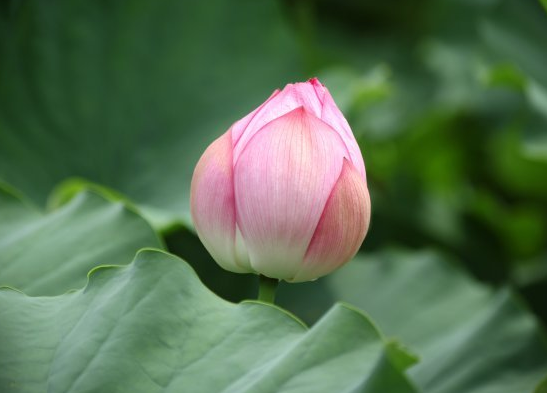 3月27日开始 4属相运势如虹 桃花朵朵开 生活金玉满堂 天天看点