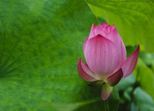 3月27日开始 鸿运当头 4属相迎富贵接桃花 生活蒸蒸日上 天天看点