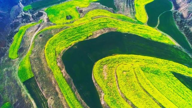 泾阳:满山尽披黄金甲 油菜花开春意浓