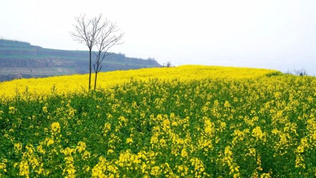 泾阳:满山尽披黄金甲 油菜花开春意浓