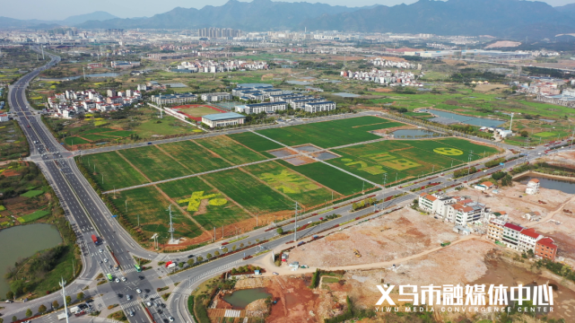 义乌惊现一波新风景|涌金|福田街道|义乌市|油菜花