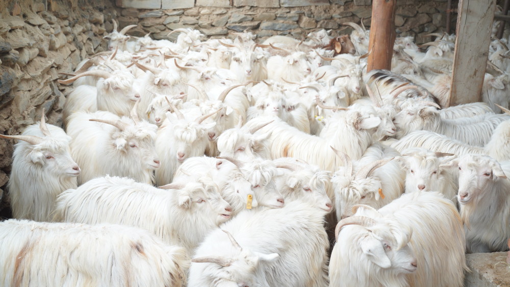 青格里绒山羊被自治区农业农村厅确定为新发现品种