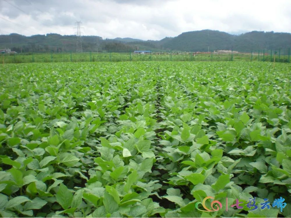 大豆种植合作社