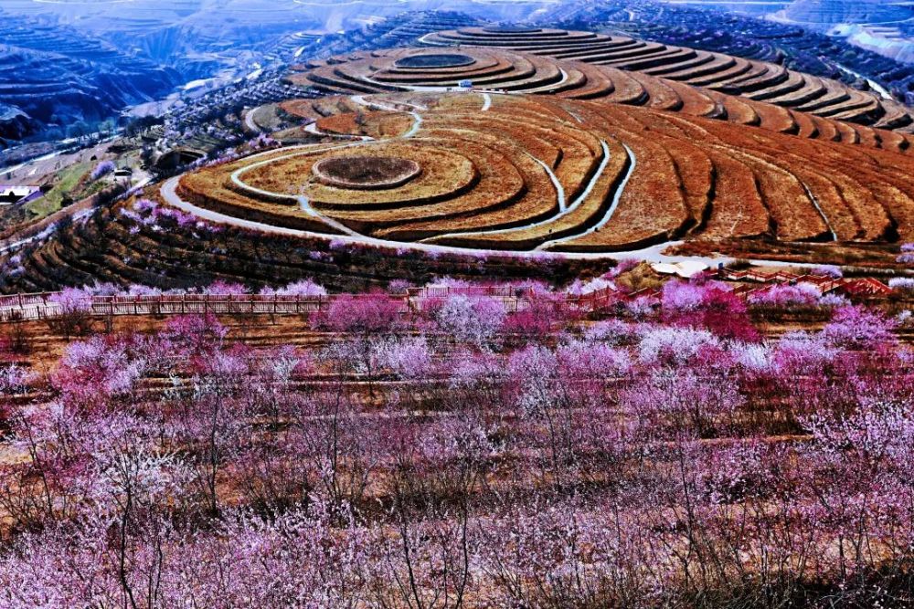 花開正豔今年彭陽山花來得更早