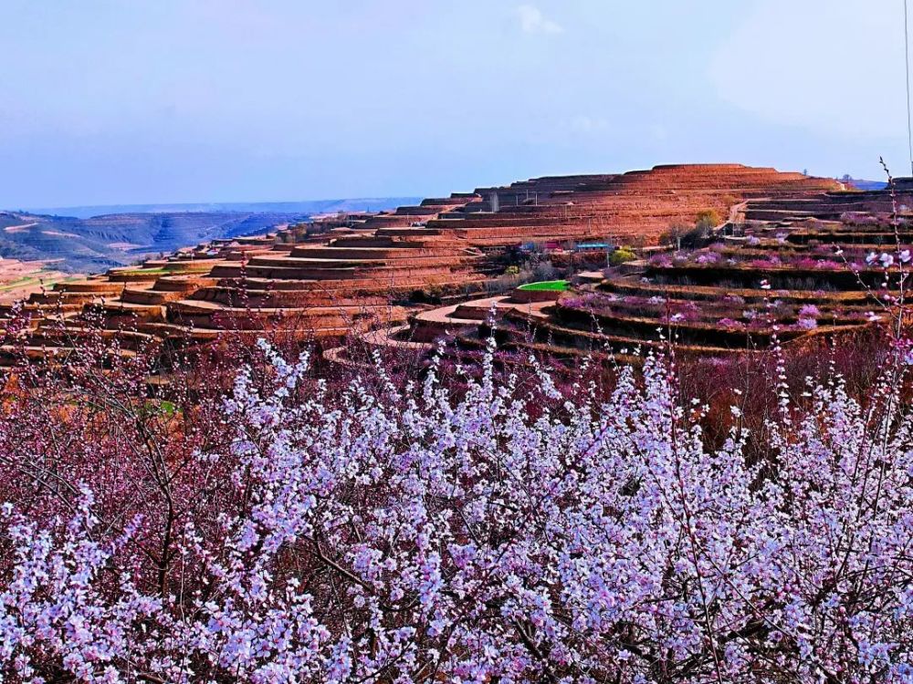 花开正艳今年彭阳山花来得更早