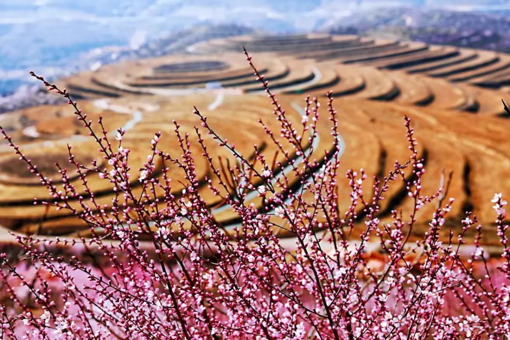 花开正艳今年彭阳山花来得更早