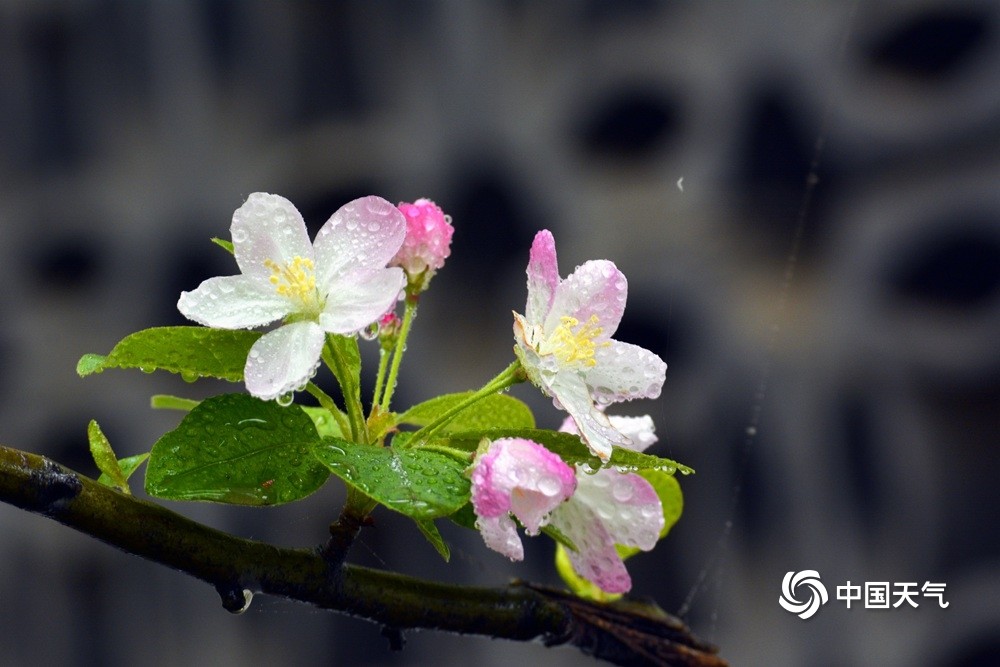 雨水打在花朵图片唯美图片