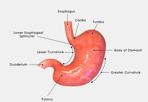 袖状胃手术减肥的危害，为您介绍袖状胃切除手术的危害