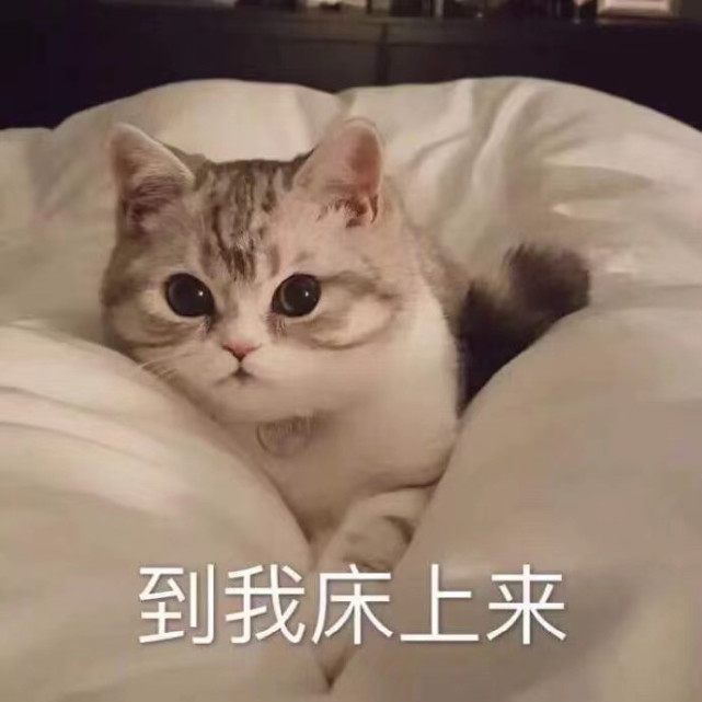 猫咪叫老婆的表情包图片