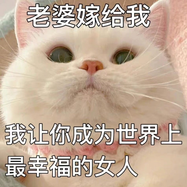 猫咪表情包:老婆我的老婆呢