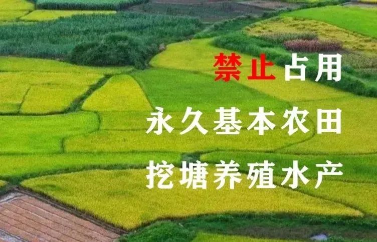 加强耕地保护遏制非农化防止非粮化行为专项整治四个禁止坚决防止耕地