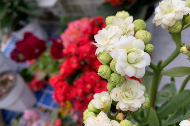 "白鲸-雪鸢"长寿花,白色重瓣中花,长条叶,花色鲜艳