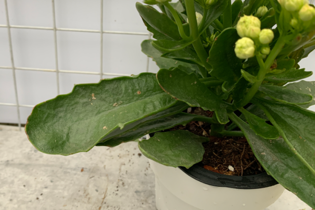 "白鲸-雪鸢"长寿花,白色重瓣中花,长条叶,花色鲜艳