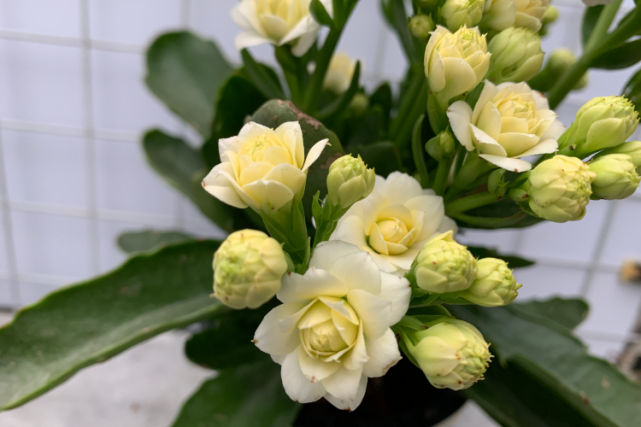 "白鲸-雪鸢"长寿花,白色重瓣中花,长条叶,花色鲜艳