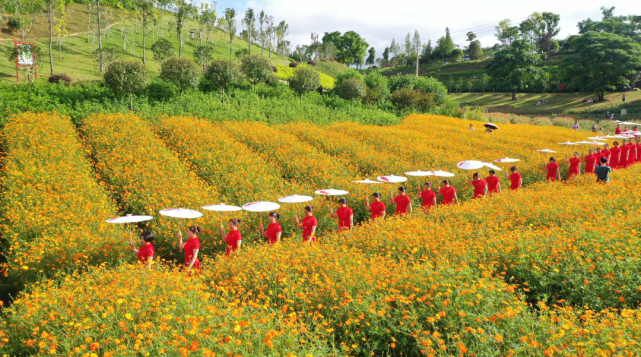 江西是个好地方——黄岗山公园花海惹人醉!