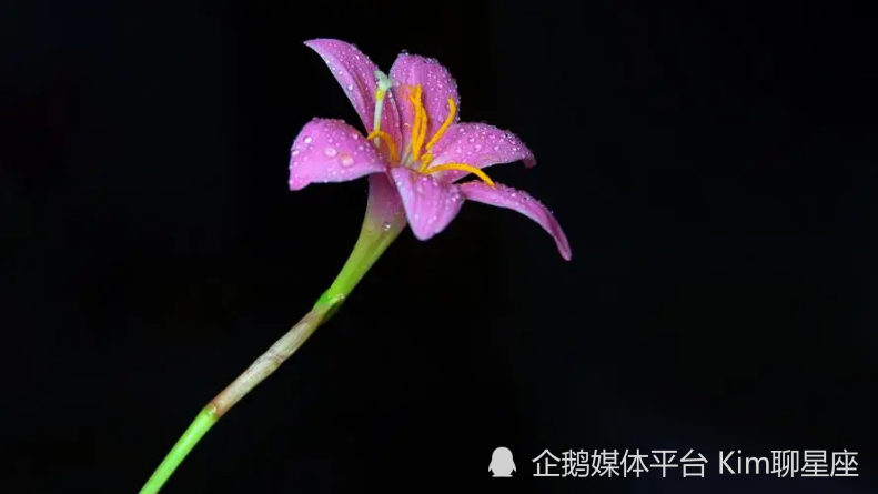 3月26日 31日 这些人邂逅爱情 痴心守候 终成眷属 满心欢喜 天天看点