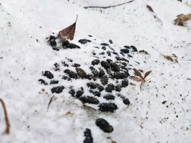 相机附近的有蹄类动物粪便 小小崔我们也记录到赤狐,豹猫,果子狸,猪獾