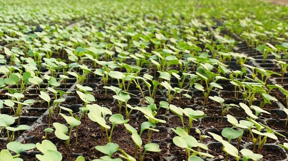 泰达"土著"油菜花即将上线_腾讯新闻