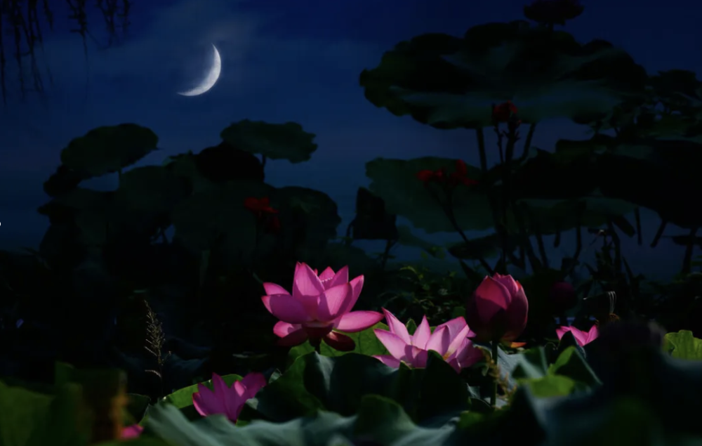 河塘月色荷糖月色荷塘夜色荷塘月光