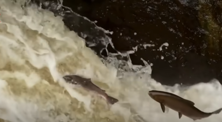 帮鱼 抓龙筋 人类为了美食鱼子酱真是拼了 腾讯新闻