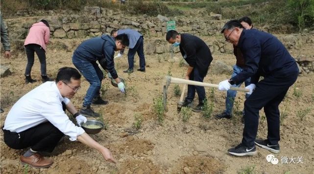 在悦乐镇沙坪村沪滇协作实验田,夏林一行在茶基地抡起锄头在茶园套种