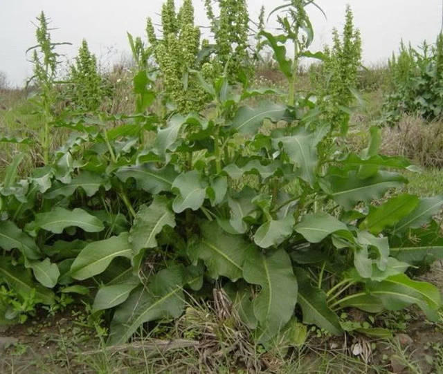 它是农村中的"假菠菜",不能食用但价值堪比人参,很多人不认识