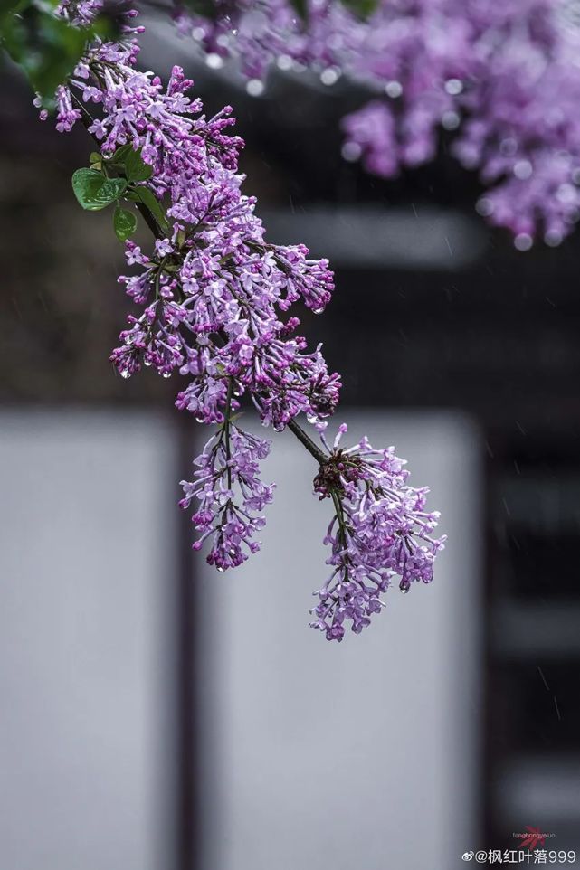 苏州日历|雨中丁香花.