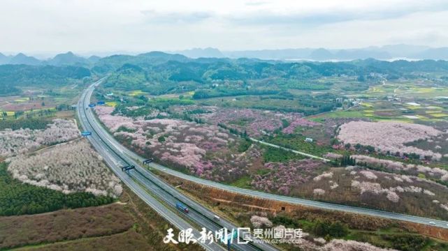 最美公路滬昆高速清鎮至平壩段櫻花盛開