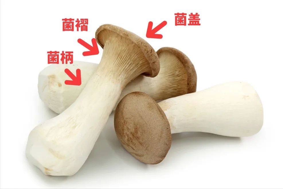 买杏鲍菇选大的还是小的记住3句挑菇口诀肉鲜味美