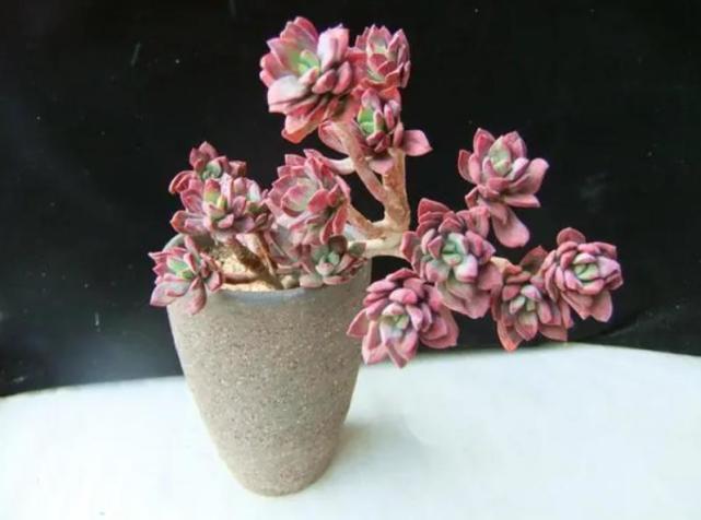 想要把多肉养成老桩,教你4个小技巧,茎秆粗壮打造成"悬崖桩"