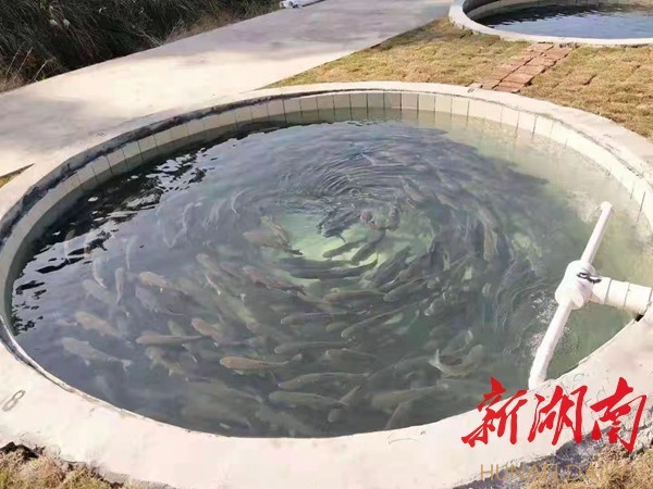 休宁泉水鱼图片