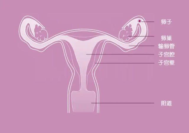 女性更年期的五个征兆,若在49岁左右显露,恭喜您,卵巢还算健康