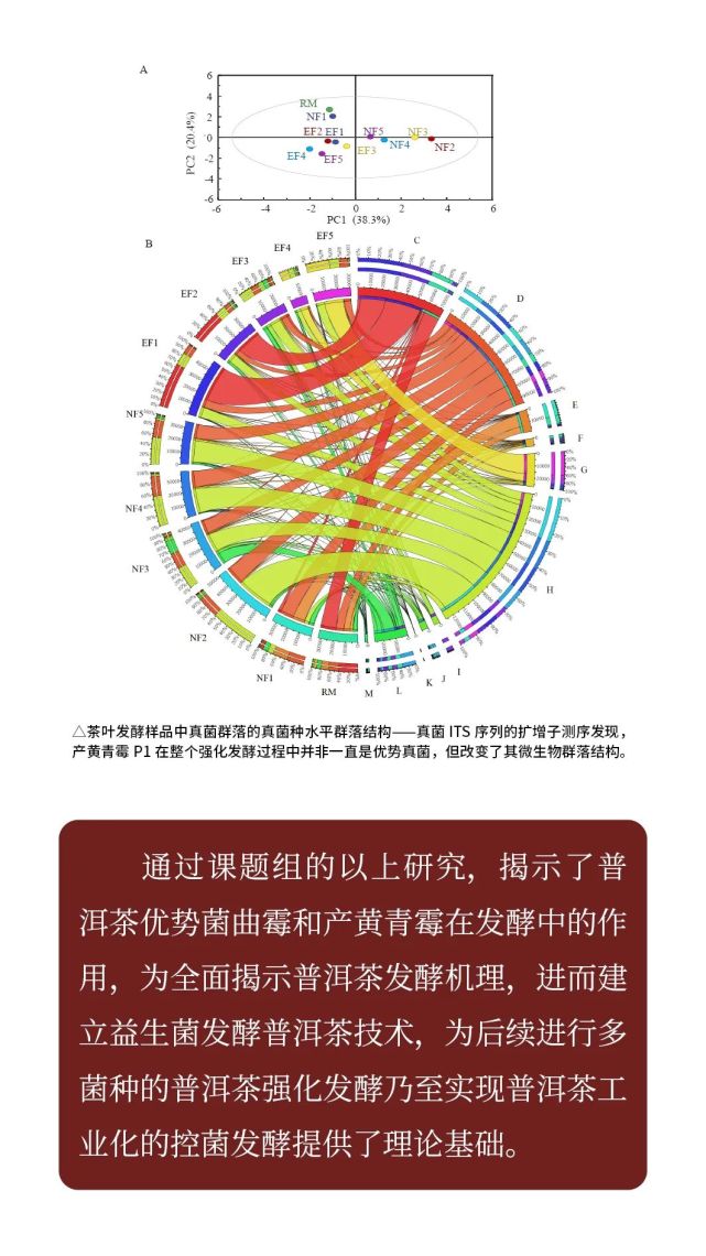 云南农业大学微生物助力普洱熟茶品质提升