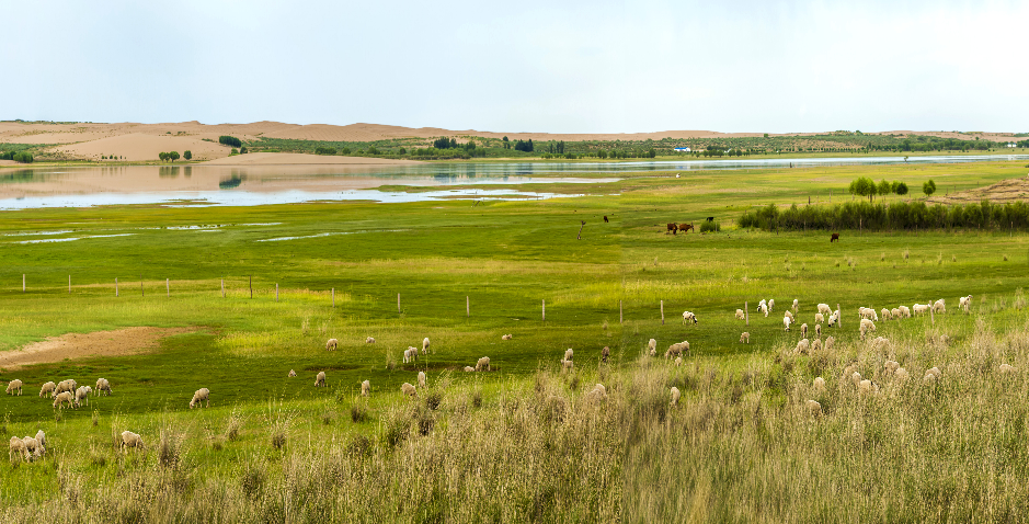 乌审旗春风又绿河湖畔