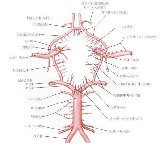 腦動脈系列|willis環的解剖結構及其變異