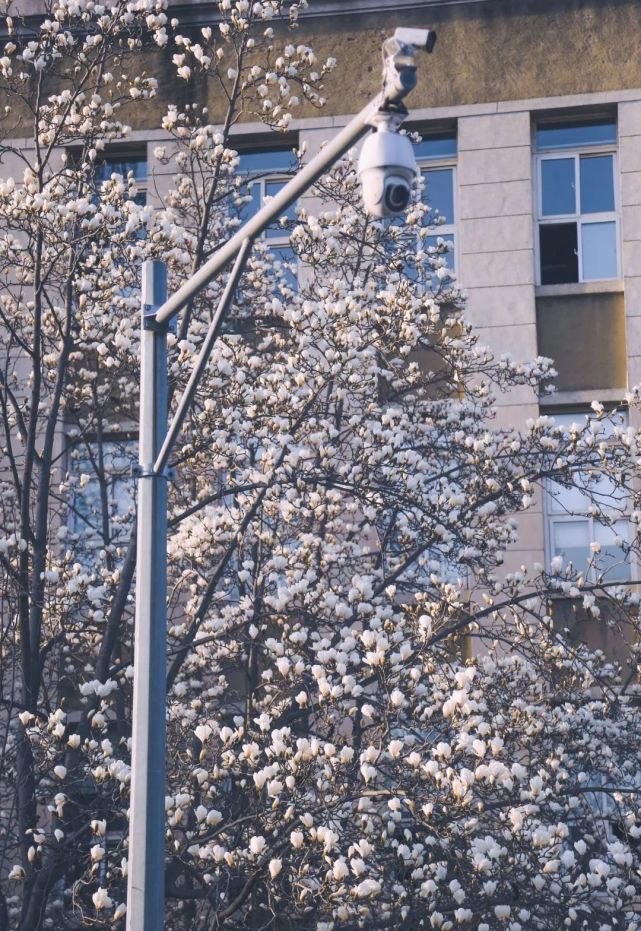 大工的花開啦共抗倒春寒靜候春風來