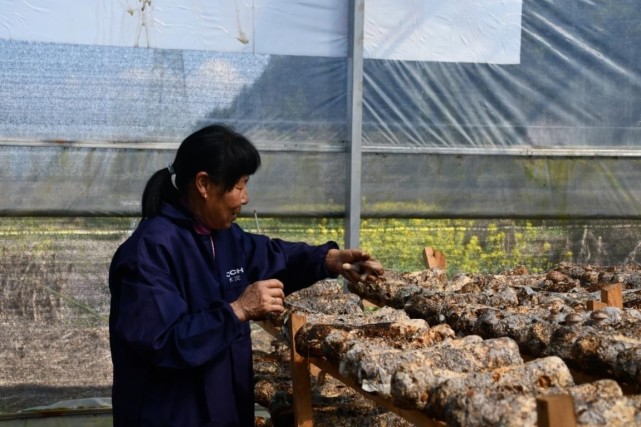 萬年縣大源鎮菌菇種植基地迎來豐收季