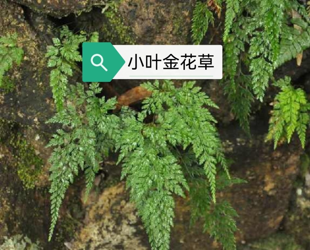 "4《福建中草药"小叶金花清热利尿,凉血止血.