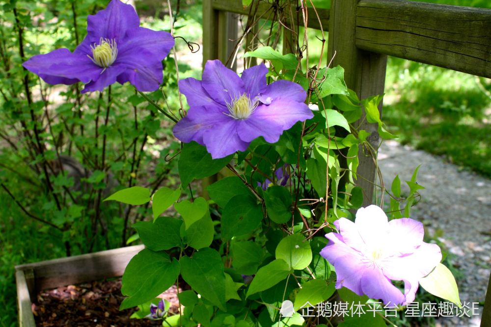 3月28日 4月3日愛情運勢 珠聯璧合 真愛湧現的四大星座 天天看點