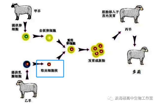 高中生物學選擇性必修3《生物技術與工程》(2019年版)對