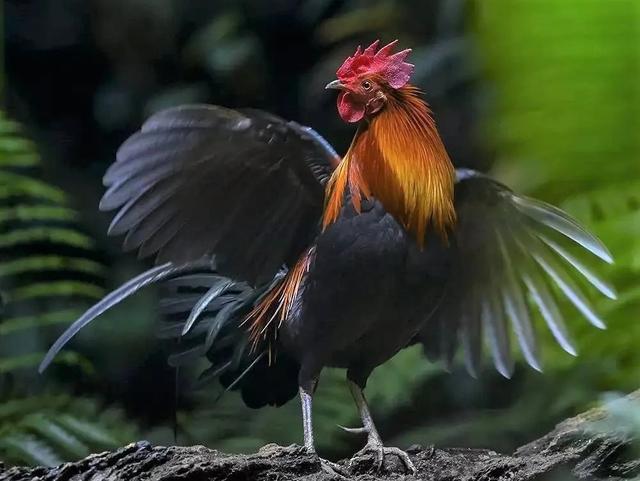 家鸡|家鸭|原鸡|绿头鸭|鸭子