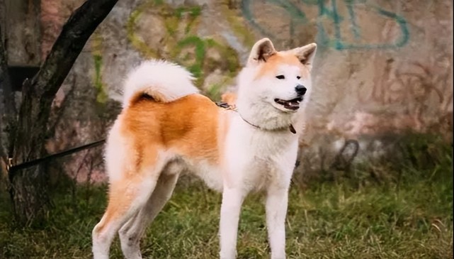 人們不養秋田犬的原因,看完你就懂了!