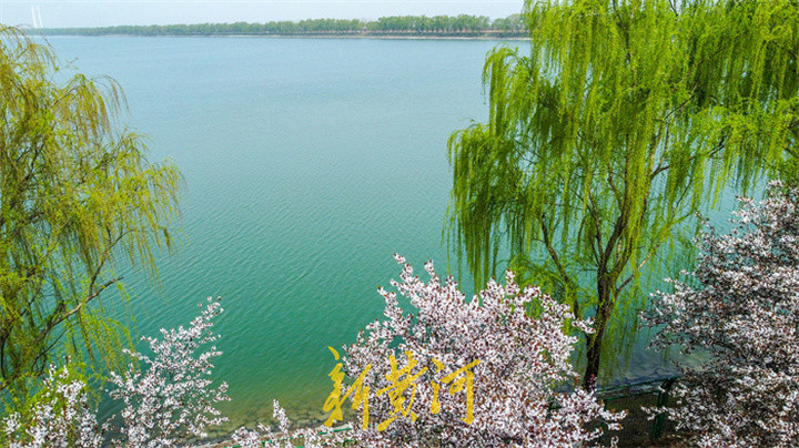 济南西部城区碧水花堤 柳绿花红春意浓