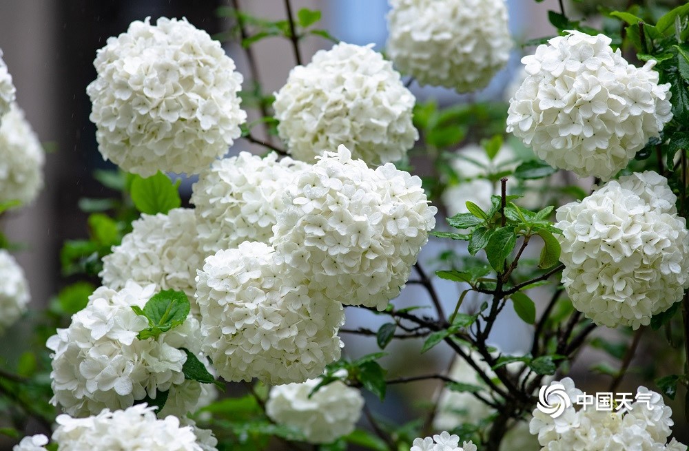 1/5中国天气网讯 近日,山城重庆春雨霏霏,正是木绣球花盛开时节,木